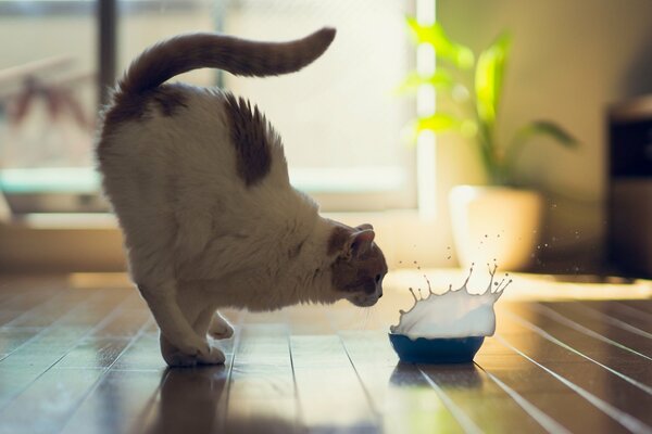 Un gato se desmaya con un tazón de leche