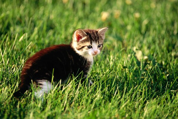 A little cat is sitting in the grass