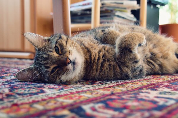 Le chat balde sur le tapis