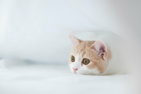 Rote Katze in einer weißen Wolke