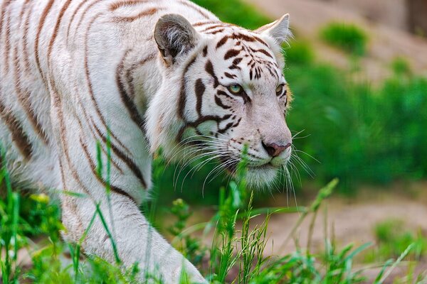 A white tiger stalks with the muzzle of a predator