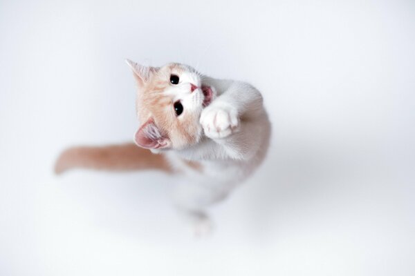 A kitten jumps on a white background