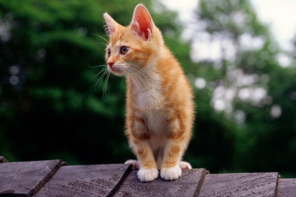 A red kitten sitting on the roof