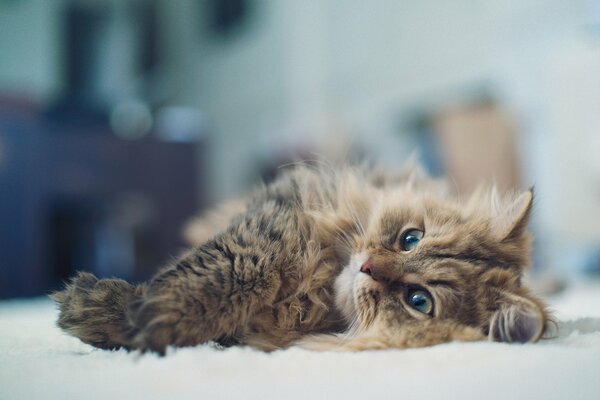 A cat lying on the floor looks into the distance