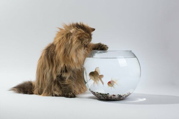 Fluffy cat catches fish in the aquarium