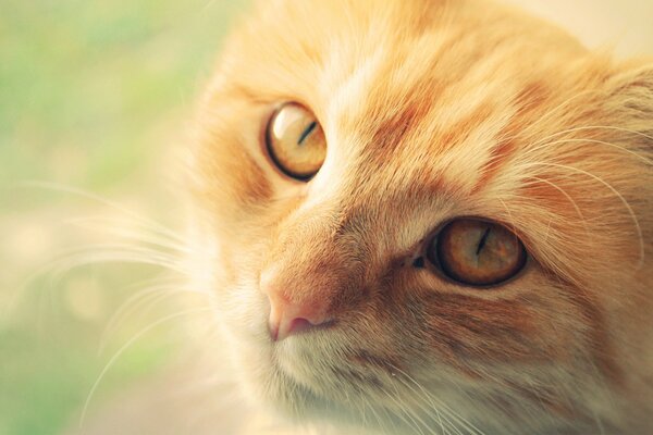 The face of a red cat in macro photography