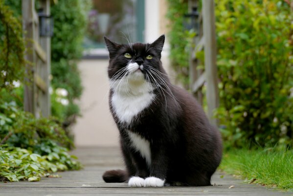 Chat noir et blanc regardant le dessus