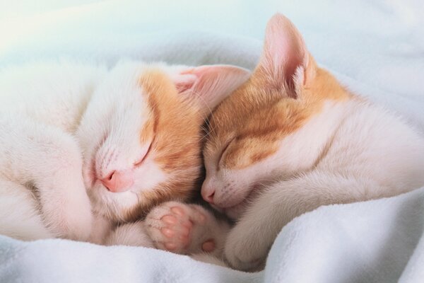 Deux chats mignons dorment sous une couverture