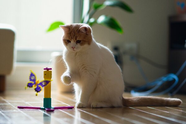 Gato jugando con una hermosa mariposa