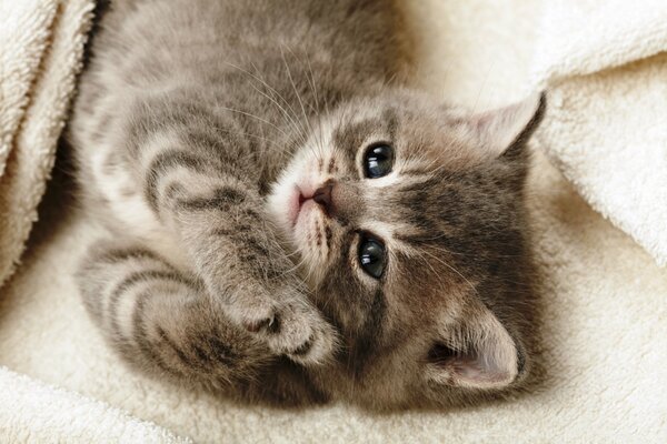 A gray kitten is lying under a blanket
