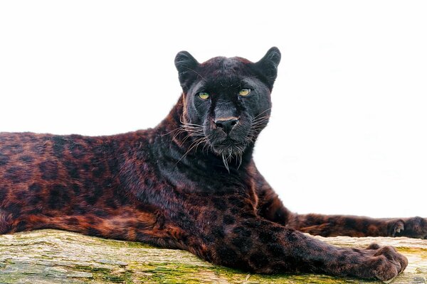 Leopard-Raubtier mit schönem Aussehen