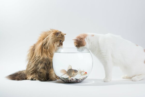 Katzen interessieren sich für Fische im Aquarium