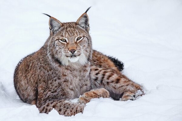 Lynx se trouve en hiver sur la neige