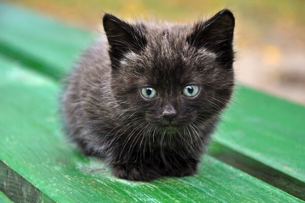 Gattino nero con gli occhi azzurri su una panchina verde