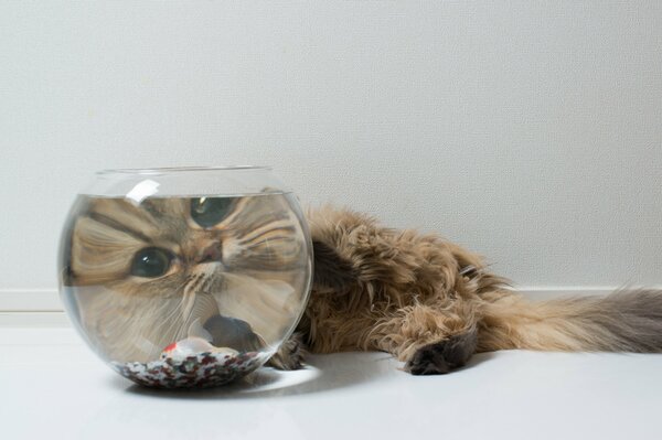 Chaton regarde les poissons dans l aquarium