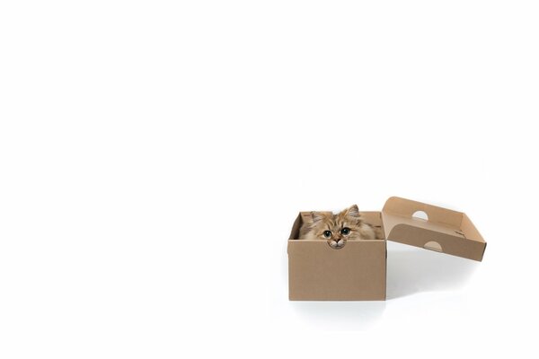 Eine Kiste auf weißem Hintergrund und eine Katze klettert aus ihr heraus