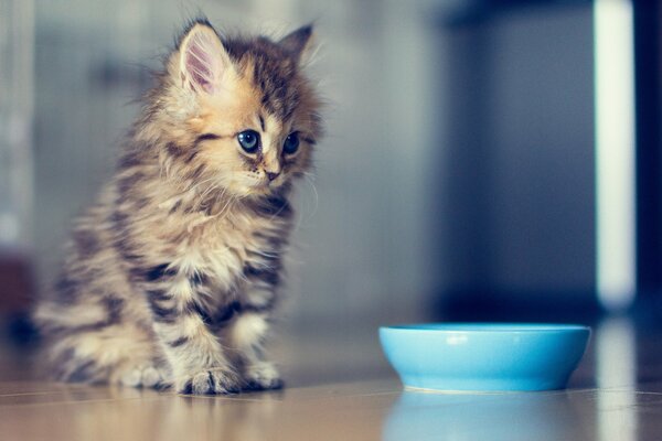 Lindo gatito en un tazón azul