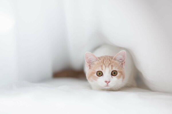 Un chat mignon et ludique me regarde