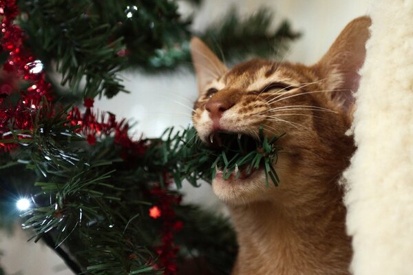 Cat gnawing a branch of a Christmas tree