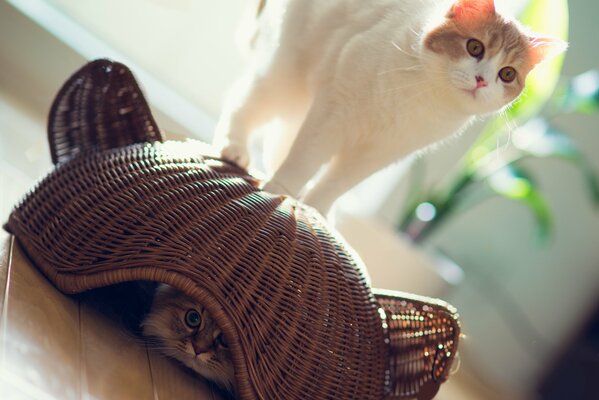 Cats play a game hiding in a basket