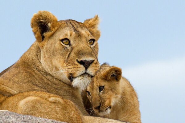 Una Leona que protege a su cachorro de León. Instinto maternal