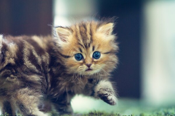 Eine kleine Katze läuft mit blauen Augen