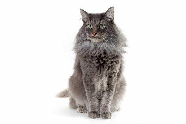 Grey cat on a white background
