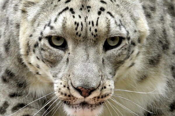 La mirada formidable del leopardo de las Nieves