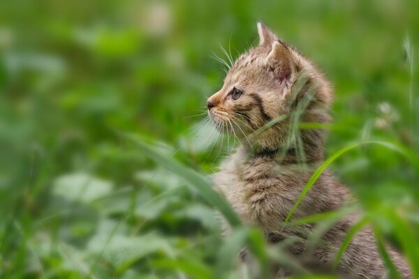 Gato salvaje en la hierba en verano