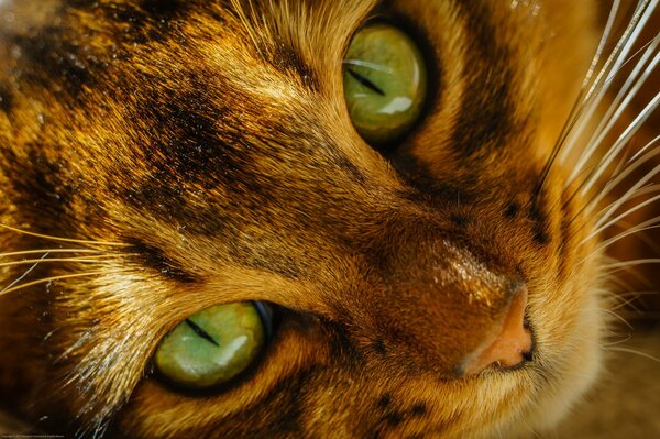 Die Schnauze der grünäugigen Katze Makro