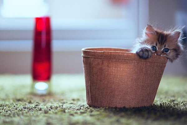 Le regard d un petit chaton dans une boîte