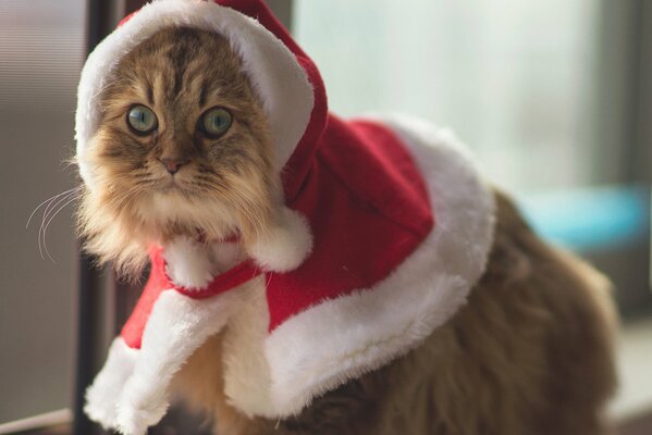 Пушистый кот в новогоднем костюме