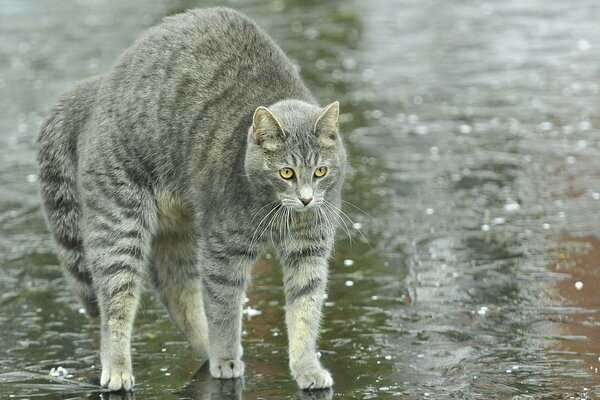 Striped cat arched his back, standing in a puddle