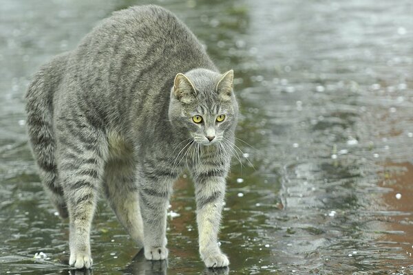 Gato rayado arqueó su espalda en un arco mientras estaba de pie en un charco