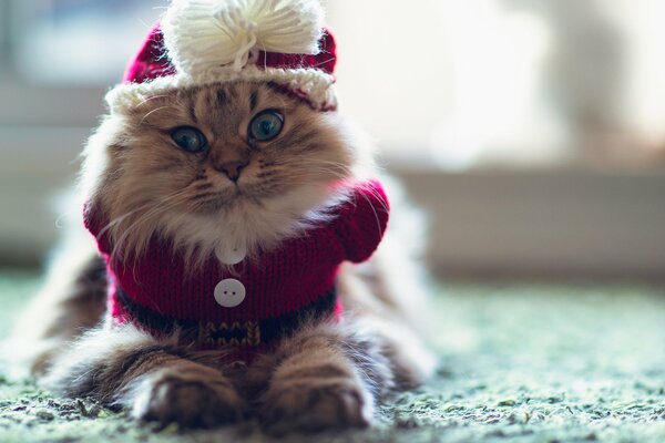 Chat couché dans un costume