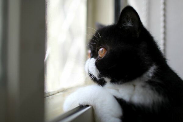 Eine schwarz-weiße Katze schaut aus dem Fenster