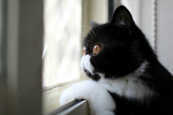 Gato blanco y negro mirando por la ventana