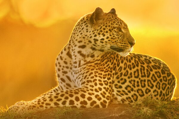 Leopardo depredador al atardecer