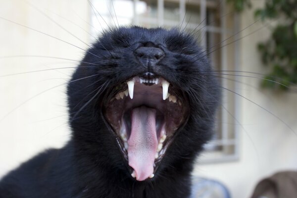 Un gato negro bosteza contagiosamente