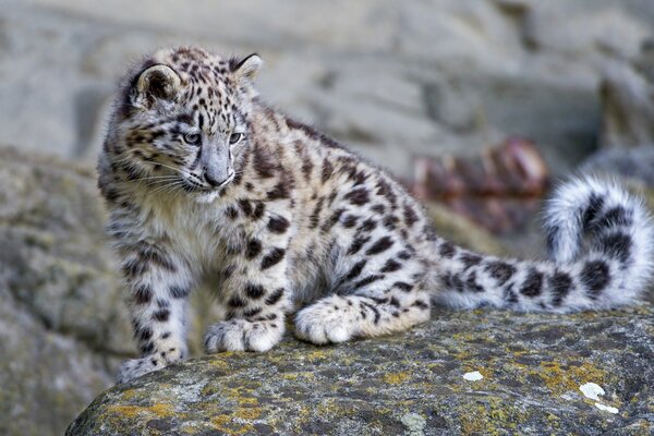 Leopardo delle nevi su una pietra enorme