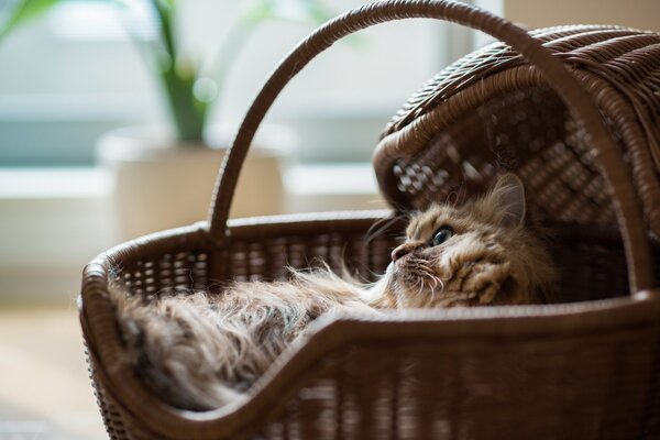 Gatto Margherita nel cestino che riposa