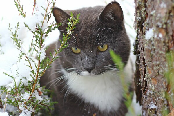 Eine schwarz-weiße Katze sitzt unter einem Baum