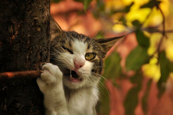 Chat d automne aiguise les griffes, arbre