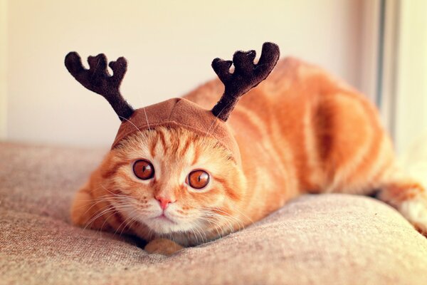 Chapeau sur Scottish fold