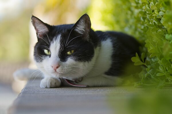 Süße Katze liegt und lächelt