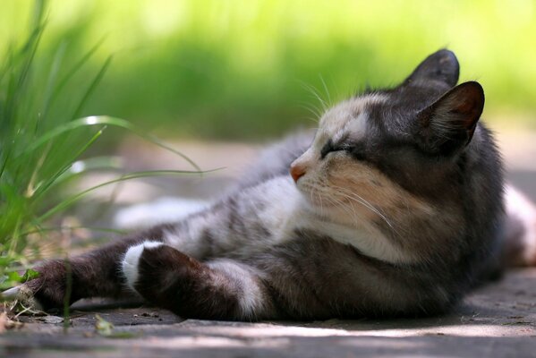 Chat couché sur le sol près de l herbe