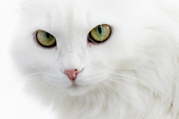 Gato de angora blanco como la nieve