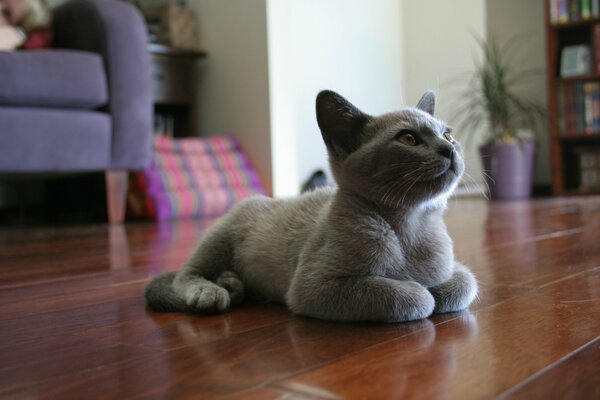 Gattino grigio peluche sdraiato sul pavimento