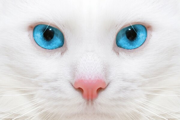 Weiße Katze mit blauen Augen