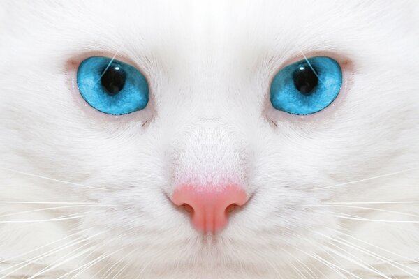 White cat with blue eyes